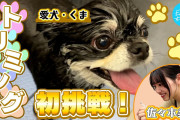 【日向坂46】佐々木美玲が愛犬のトリミングに初挑戦してみた！