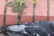 【動画】鳩に鳩のモノマネで話しかけてみた結果ｗｗｗ