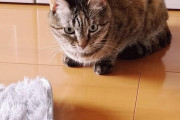 【悲報】マッマが捨て猫拾ってきた