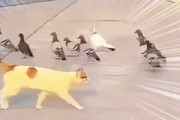 猫がハトを狙って走り出した。だがここは聖地メッカ → 猫も理性が働きます…