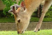 【悲報】東京都心で野生の鹿が相次いで目撃される　ついに東京が森に還りはじめた