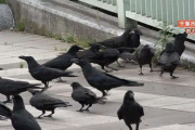 【危険】カラスに“餌付け”で住民困惑　繁殖期で凶暴化・ふん害なども…「あげないと餓死しちゃう」