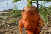 【悲報】農家「見てみて、ヤバい人参収穫したｗ」
