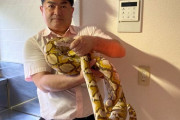 【速報】横浜ニシキヘビ逃走騒動を終わらせたヒーローがこちらｗｗｗｗｗｗｗｗ