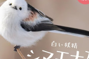 【画像】ついに日本に生息しているかわいい動物四天王が決まったぞおおおおおおおおおおおおおおおお
