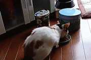 【速報】めっちゃビビってる猫さん発見されるｗｗｗｗｗｗｗｗｗｗｗ