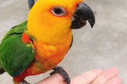 【画像あり】俺が飼っている「18万円のインコ」がコチラｗｗｗｗｗ