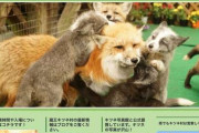 キツネにリュックを奪われたとする動画が物議　宮城蔵王キツネ村「投稿者に警告と厳しい対応を進める」