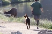 ちょっと待って一緒に散歩しよう！犬との散歩中に野生の大きすぎる動物がついてくる。海外の反応