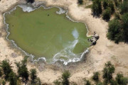 ボツワナの謎のゾウ大量死、シアノバクテリアの毒素が原因だった 政府発表