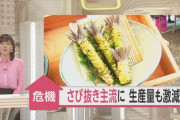 【悲報】「若者のワサビ嫌い」で生産量激減！！「このままでは日本の食文化が失われる。」
