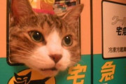 【画像多め】なぜ人は「家に猫がいます」ステッカーを車に貼るのか？