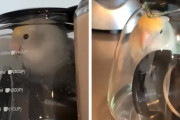 「どうやって入ったの？」コーヒーポットから出られなくなったインコちゃん