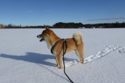 【画像】柴犬さん、雪が好きすぎて揚げパンみたいになるwwww