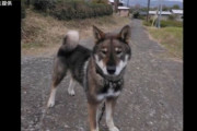 【速報】神奈川で“迷子”の四国犬「わびすけ」無事保護
