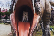 うちの犬が恐竜に食われたんだが…