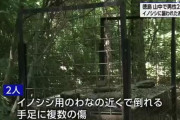 「イノシシのわなを見に行った2人が帰ってこない」 山中で70代男性2人が死亡  イノシシに襲われたか