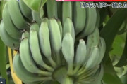 福岡・久留米市長「中央分離帯にバナナを植えた人へ。伐採してくれ・・・！」