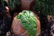【ルバーブ！】どうみても脳ミソにしか見えない植物、見つかる