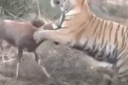 【悲報】イキったヤギさん、トラに喧嘩売るも一瞬で負ける