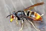 “外来スズメバチ”が福岡県で定着の危機に･･･他のハチを猛スピードで狩るらしい