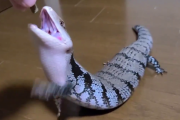 【映像】爬虫類が苦手な人に観てほしい動画がコチラ「最高ですね」「堪らなくキュート！！」
