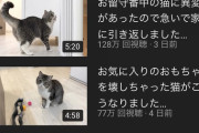 【炎上】もちまるの飼い主、猫を無理やり雪の上へ連れ出して虐待ではないかと批判殺到