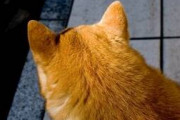 ワイ「猫（20歳）調子悪いんか？」　猫「せや」