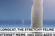 【悲報】 「のびーるたん」「Longcat」コラ画像で世界的人気　「胴が長すぎる猫」シロ、天国へ