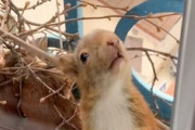 これは幸せ動画。窓のすぐ外にリスの家族が引っ越して来た！