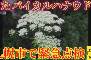 見つけても触らないで！　またバイカルハナウドとみられる植物が見つかる　札幌市が緊急点検