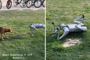 犬型ロボットが本物の犬と遭遇！お腹を見せて友好を示す