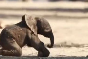 【動画】ゾウの赤ちゃん、弱そう