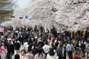 韓国人「韓国人さん、日本産ソメイヨシノを国中に植えてしまう‥」→「韓国の田舎まで桜だらけに」　韓国の反応