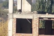 建設中のビルの5階からダイブしてしまうワンちゃんが撮影される。
