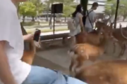 日本人「中国人が奈良の鹿を蹴ってた！」←正直どうでもよくないか？