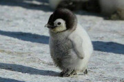 【悲報】ペンギンの赤ちゃん、かわヨすぎるｗｗｗｗｗｗｗｗｗｗ