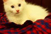 【画像】 白猫たっぷり【再】