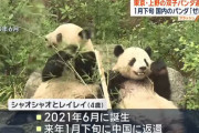 普通の日本人「え？パンダ見れなくなるの？うーんでもまぁしょうがないか」