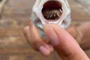 【寄生虫】魚の舌を食べた寄生虫⇒そのまま魚の舌になる。不気味な姿に「まるで火星人」