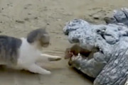 【動画】大胆すぎるネコちゃん、大きなワニを相手に何をするのかと思ったら（ノ∇`）