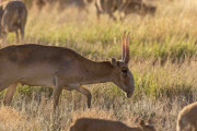 サイガ、2019年から生息数倍増 カザフスタン