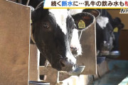 【悲報】日本人の多く、牛乳飲むと九分九厘ゲリするから飲めない