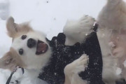 雪が降るとテンションマックス！転がりまわって犬拓をつけまくる犬