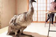 和室でくつろぐ巨大な鳥エミュー　個人飼育の日常に1.6万人衝撃　「CGかと思った」