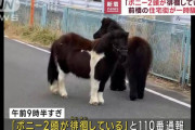 「茶色い馬2頭が出歩いている…」 児童発達支援事業所から逃げた2頭の親子ポニーを確保