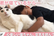 【ねこ動画】ねこ「・・・しゃーねーな」、ねこの会話 ほか【再】
