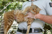 【速報】フランス・コルシカ島の「キツネネコ」、固有種と判明！！！！！！