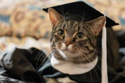 大学通いを続けたネコさん、大学から正式に「名誉博士」の学位を授与