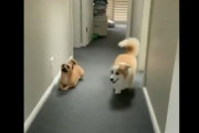 【悲報】イヌ、コーギーの歩き方を真似して煽りちらす